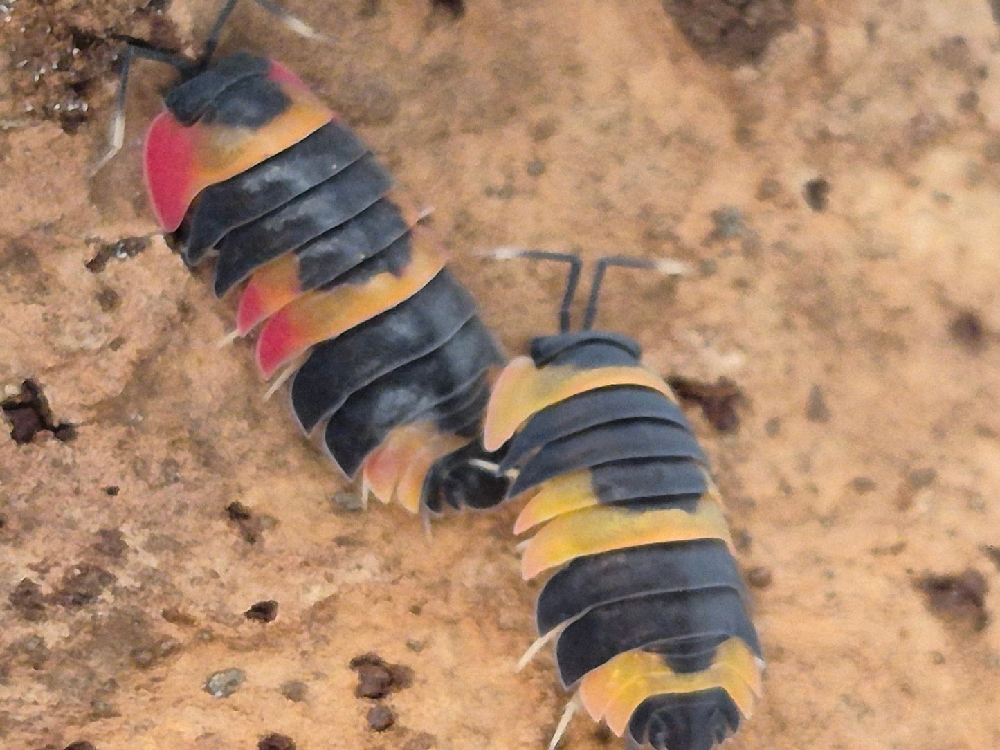 Ardentiella sp. Phoenix