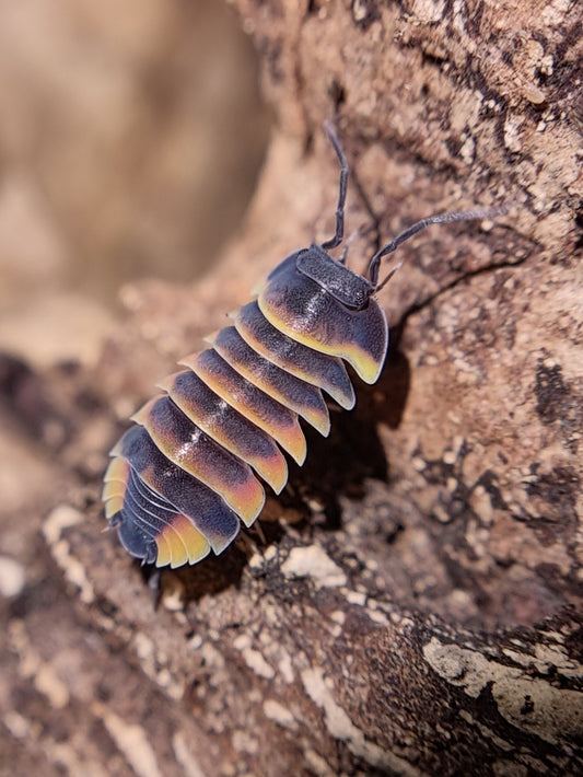 A close-up image of a Merulanella sp. 'Ember Bee' Isopod on a wooden surface.