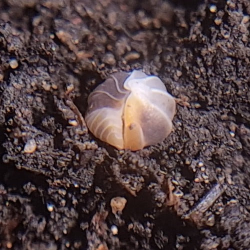 Cubaris sp "White Shark" Isopods - The Bug Room