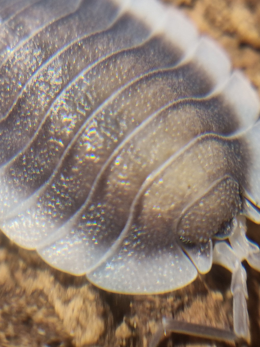 Porcellio Werneri "Greek Shield" Isopods - The Bug Room