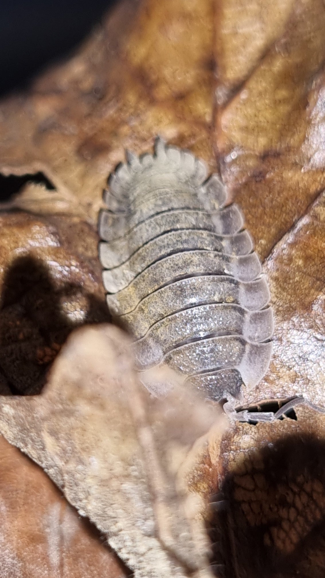 Porcellio Spatulatus "Coros" Isopods