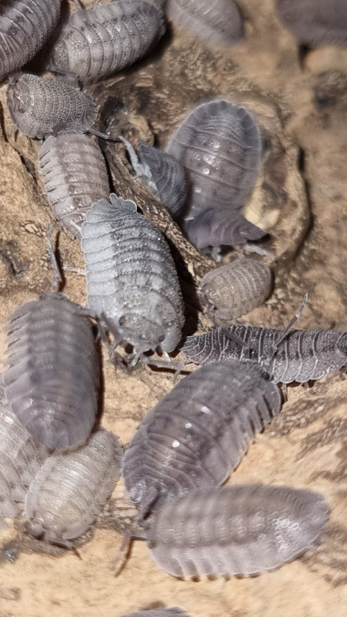 Armadillidium Peraccae Isopods