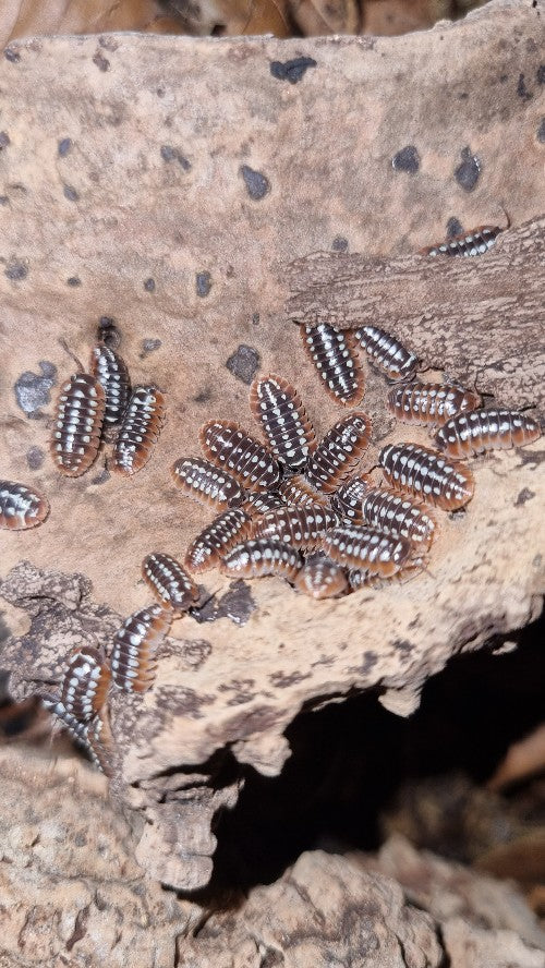 Armadillidium Klugii "Dubrovnik" Isopods - The Bug Room