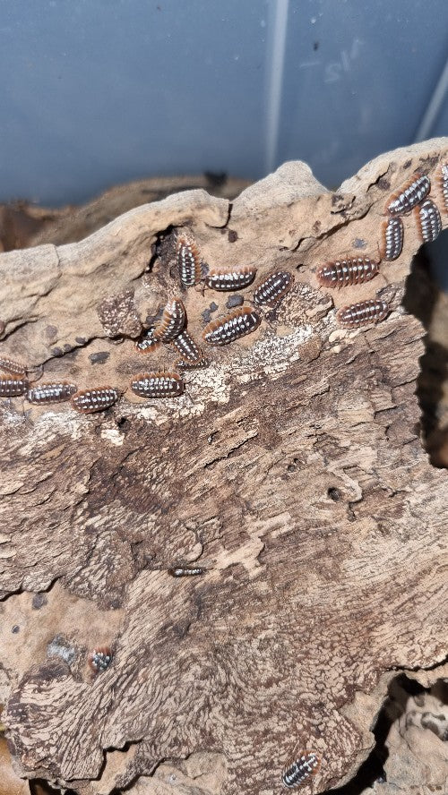 Armadillidium Klugii "Dubrovnik" Isopods - The Bug Room