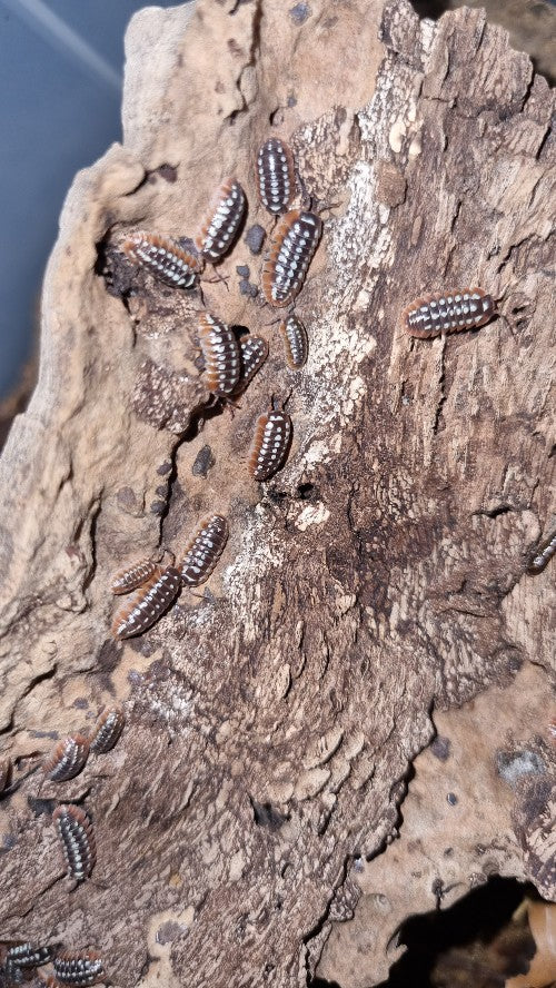 Armadillidium Klugii "Dubrovnik" Isopods - The Bug Room