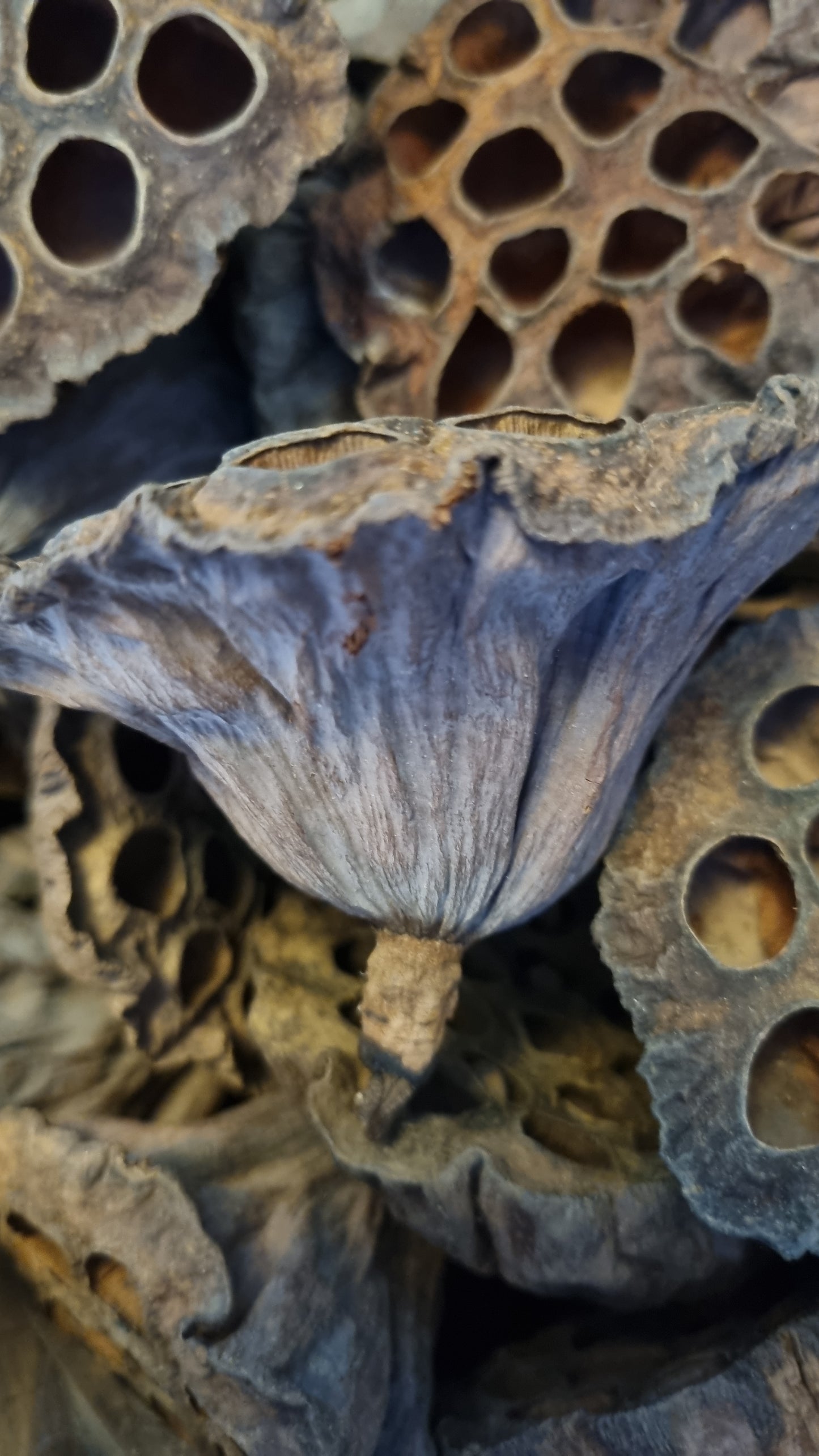 Lotus Pods - The Bug Room