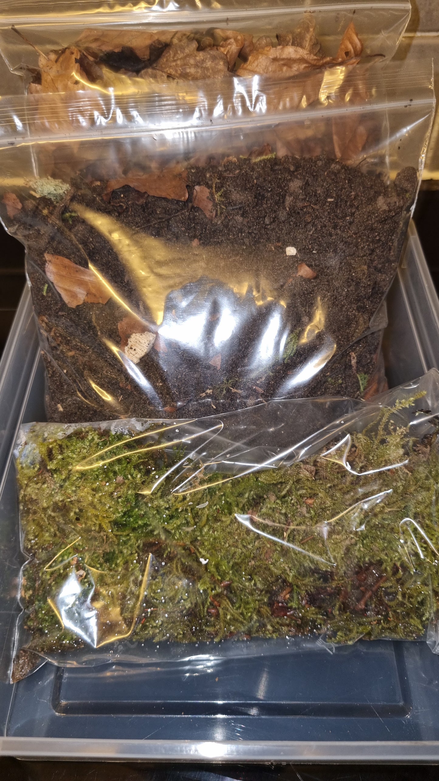 Isopod Starter Pack - The Bug Room