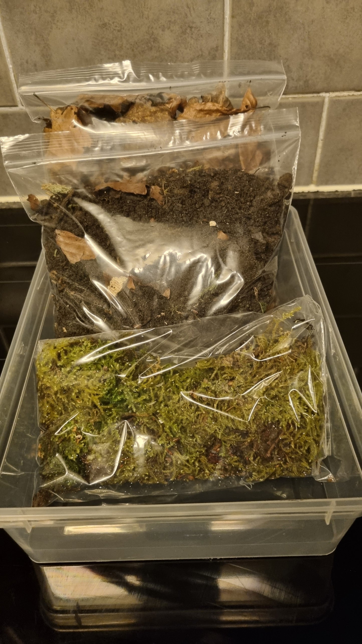 Isopod Starter Pack - The Bug Room