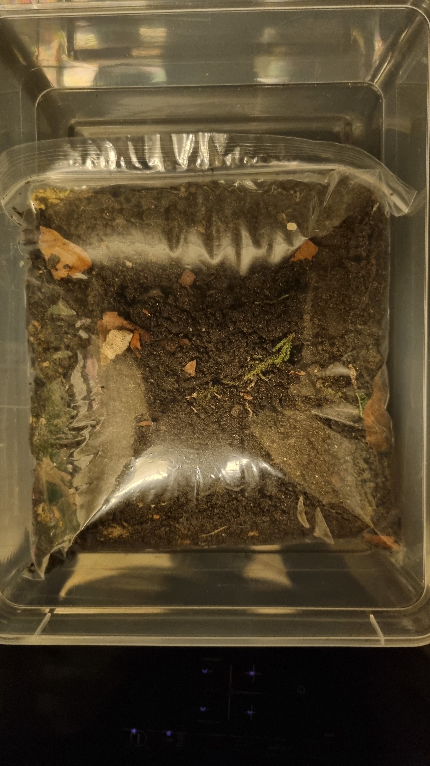 Isopod Starter Pack - The Bug Room
