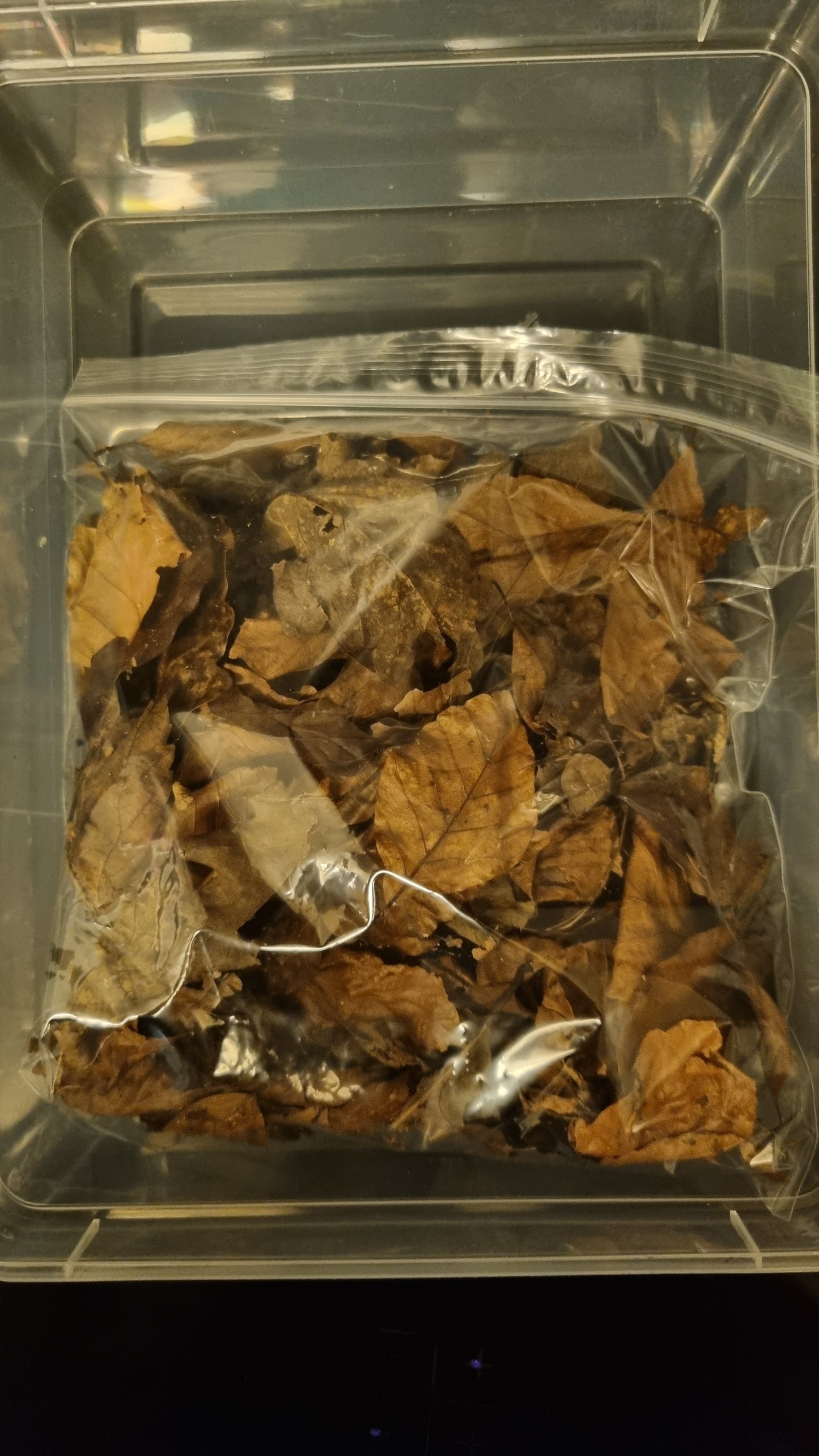 Isopod Starter Pack - The Bug Room