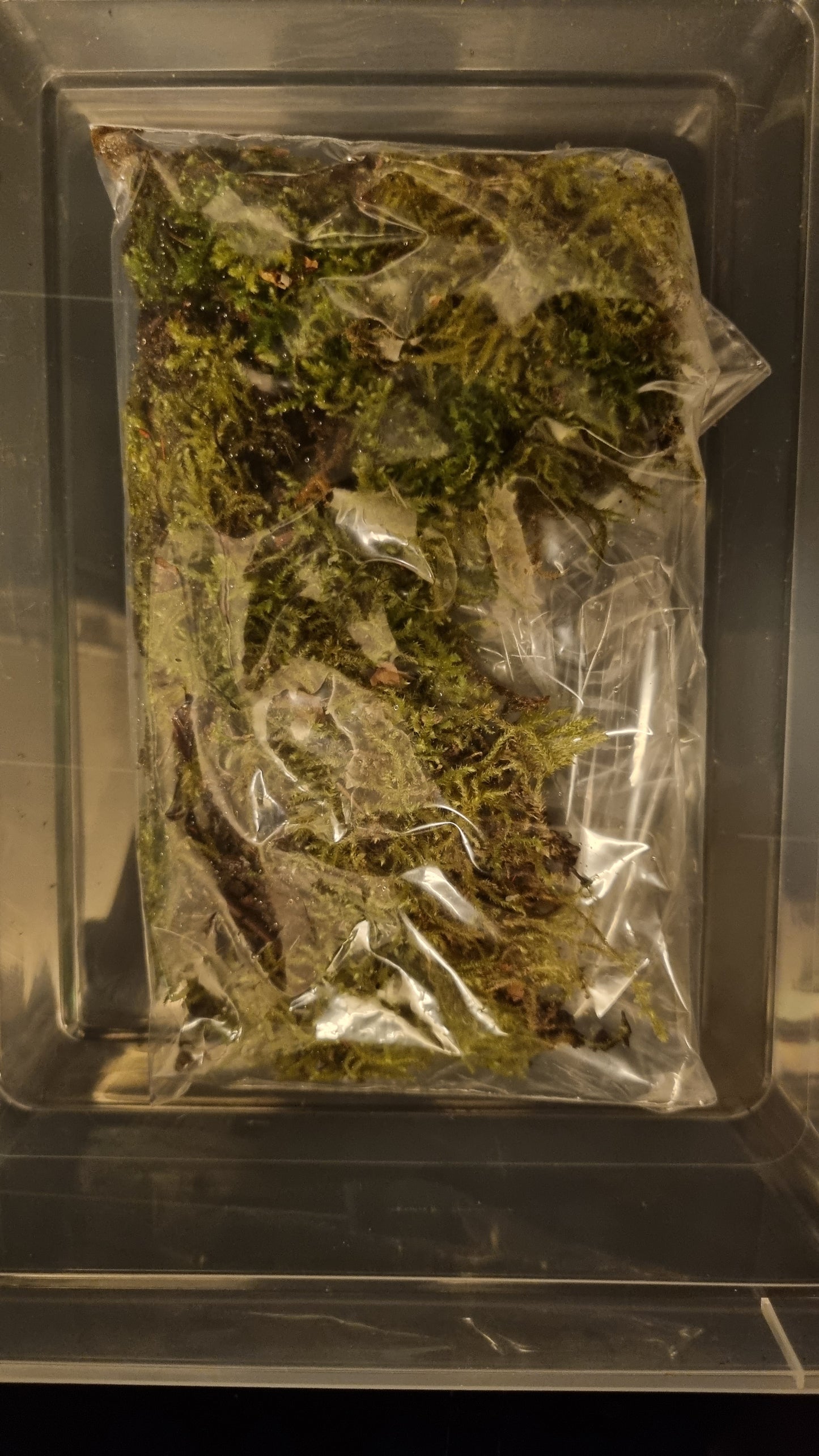 Isopod Starter Pack - The Bug Room