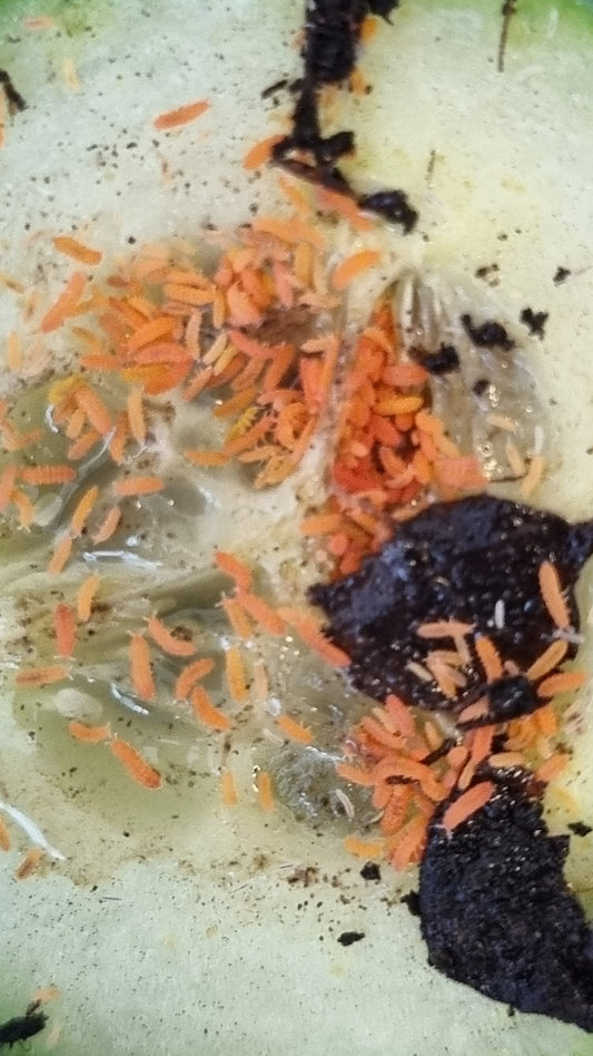 Orange Springtails For Sale (Bilobella Braunerae)