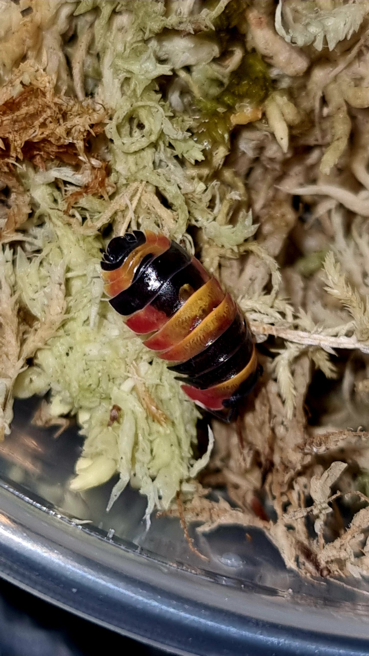 Merulanella sp. "Tricolour" Isopods - The Bug Room