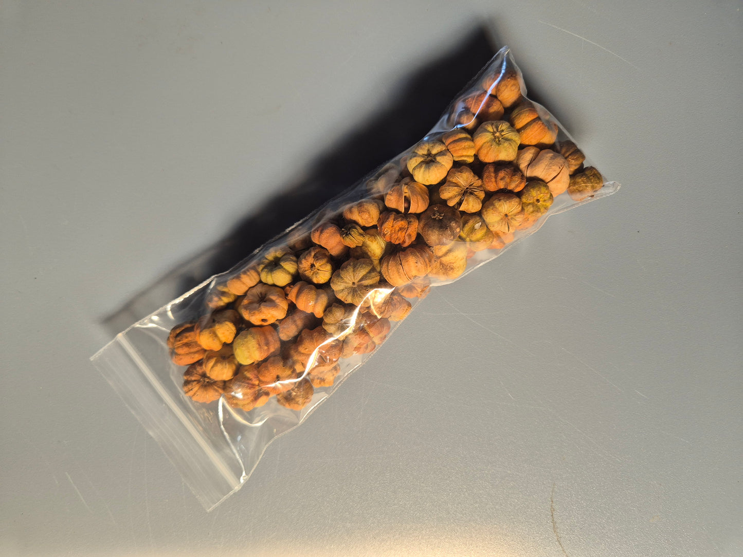 Putka Pods - The Bug Room