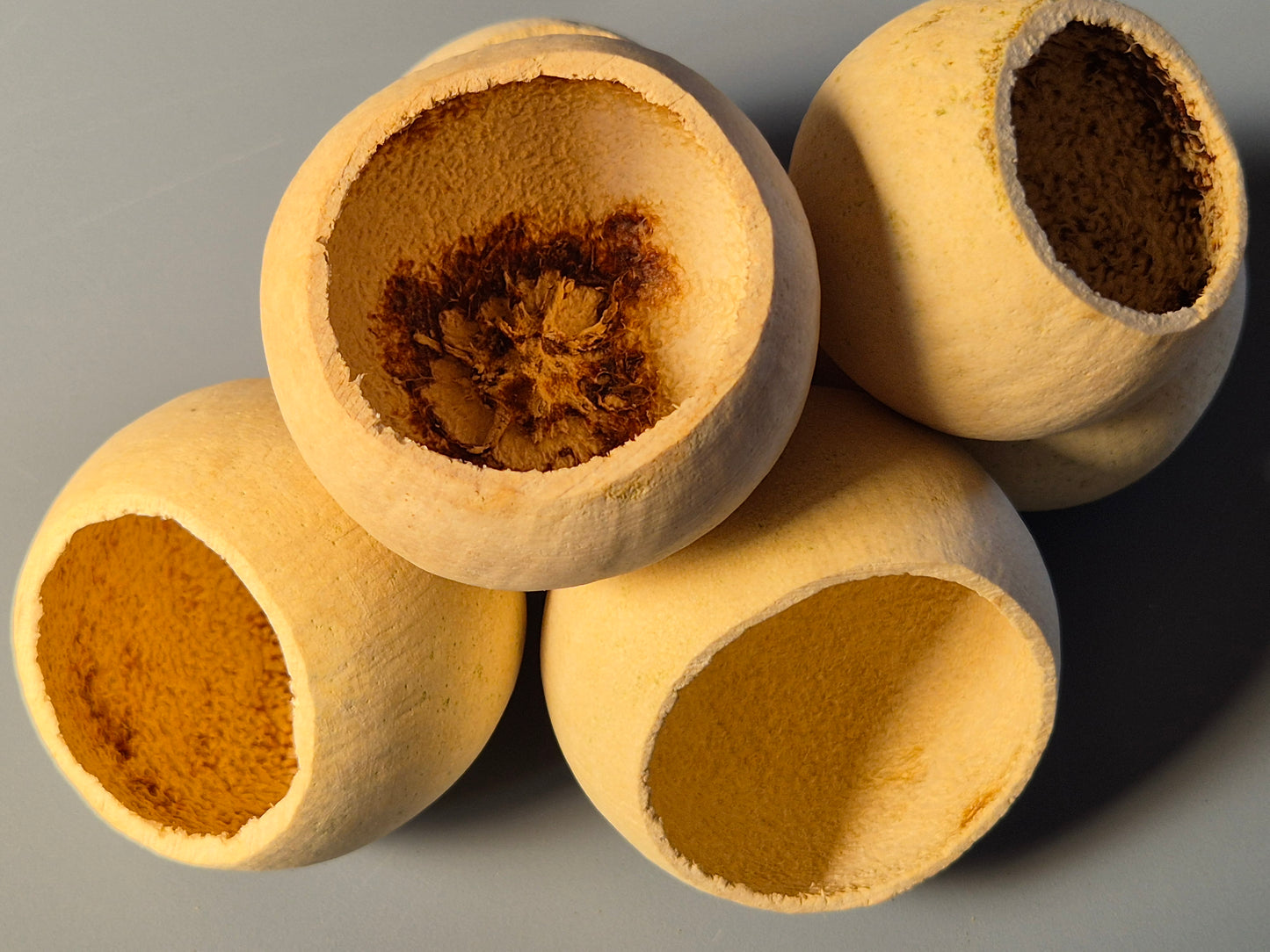 Bell Cup - The Bug Room