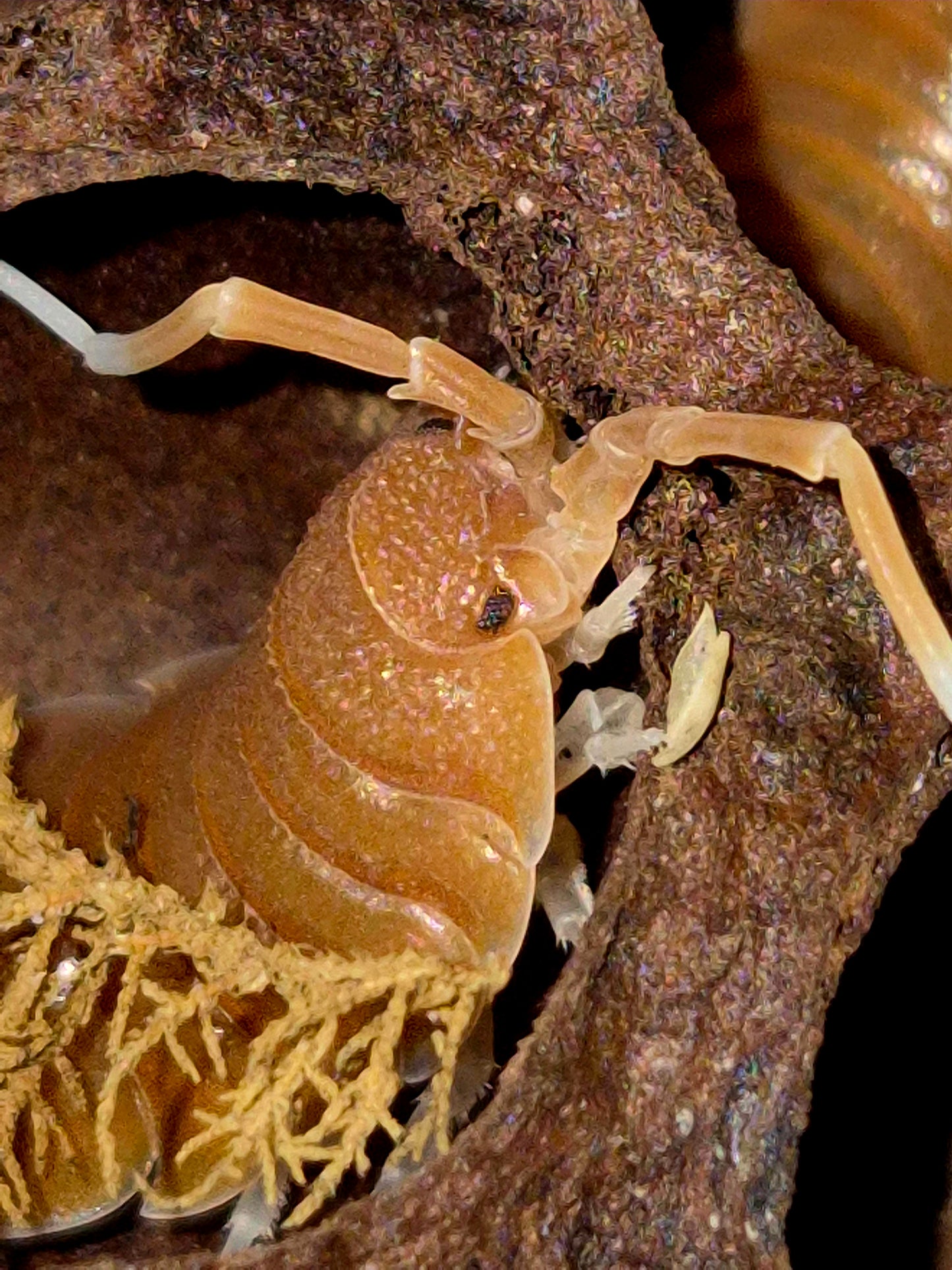 Porcellio Magnificus Isopods - The Bug Room