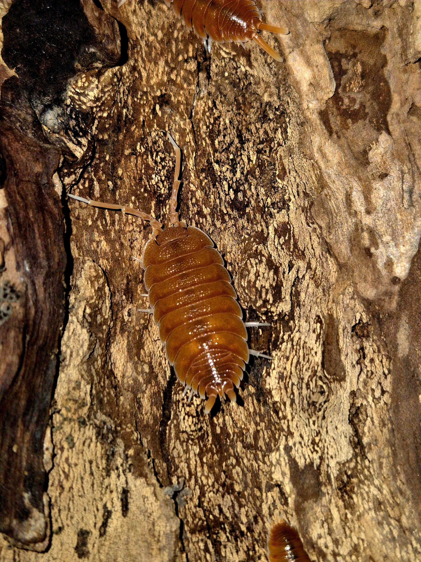 Porcellio Magnificus Isopods