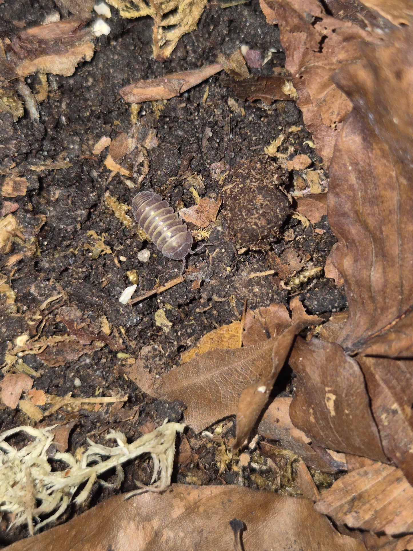 Armadillidium Badium Casteldaccia - The Bug Room