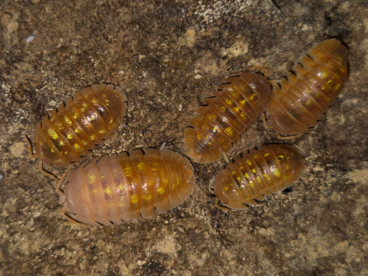 Armadillidium Granulatum Naranjito Isopods - The Bug Room