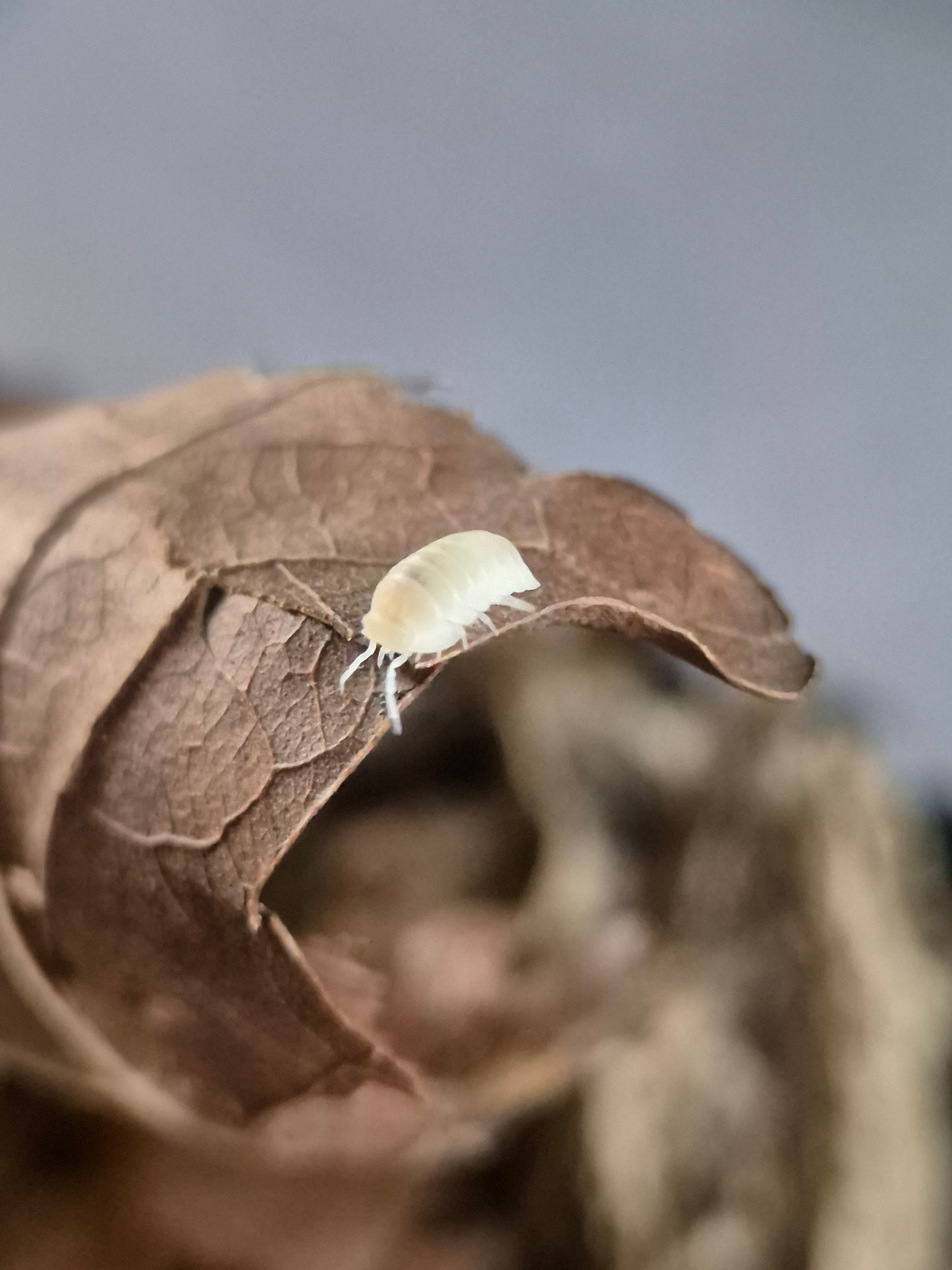 Cubaris Murina "Glacier" Isopods - The Bug Room