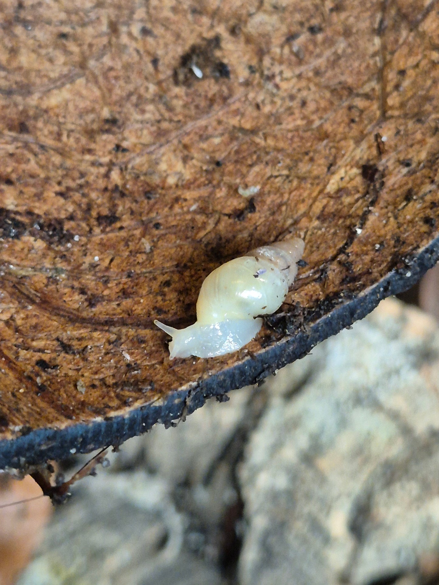 Leptinaria Unilamellata - The Bug Room