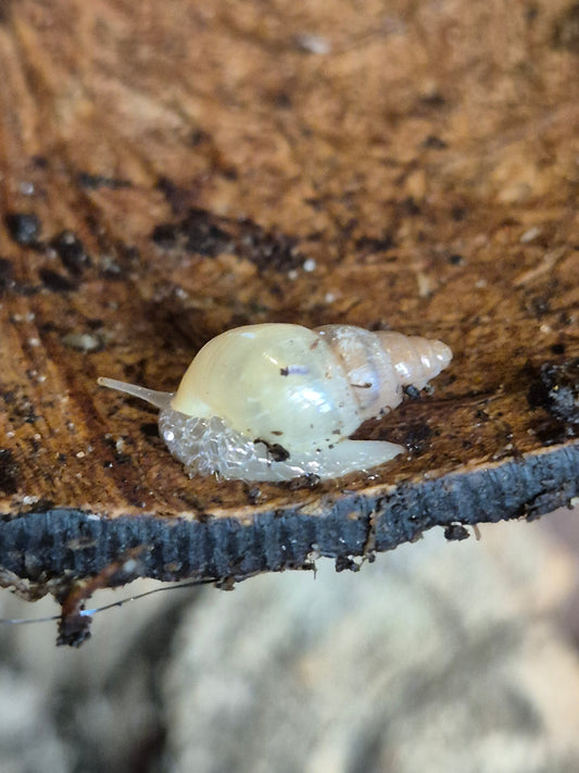 Leptinaria Unilamellata - The Bug Room