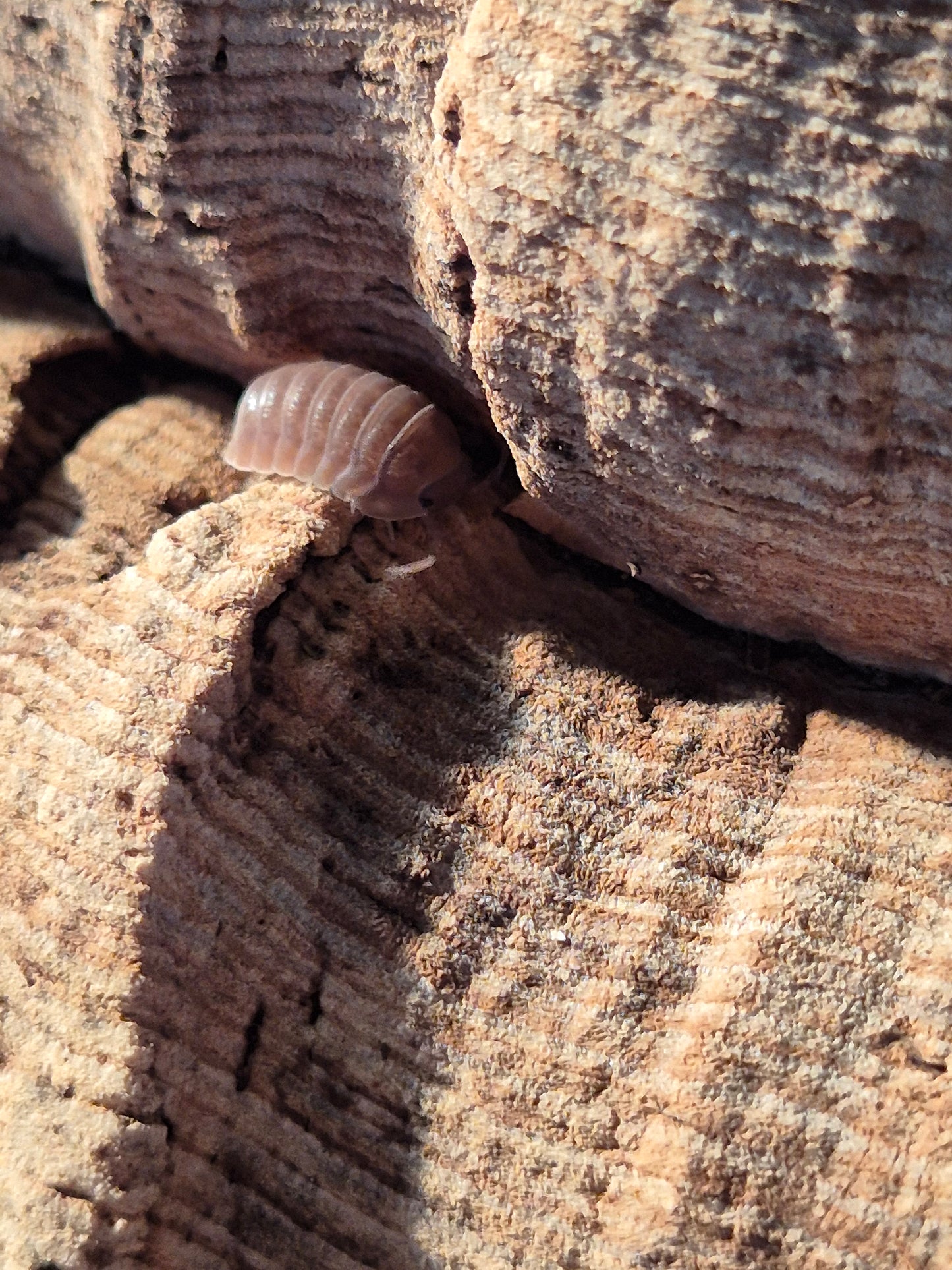 Cubaris sp Murina Isopods - The Bug Room