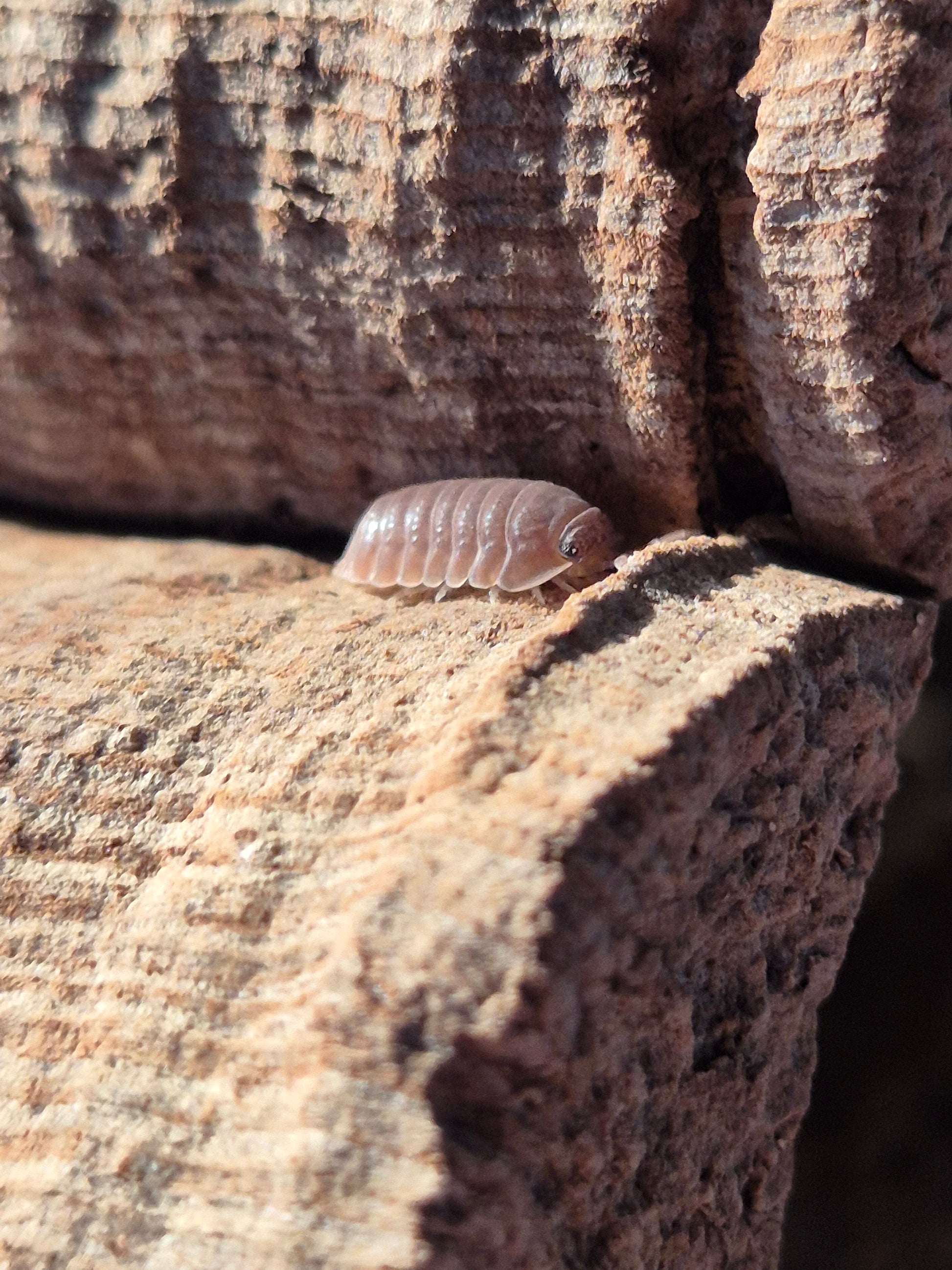 Cubaris sp Murina Isopods - The Bug Room