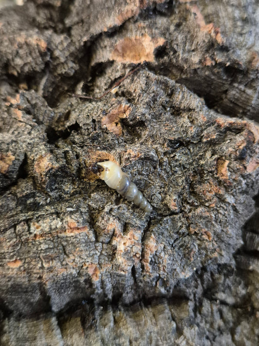 Octona Sublina (Unicorn Snails) x 5 - The Bug Room