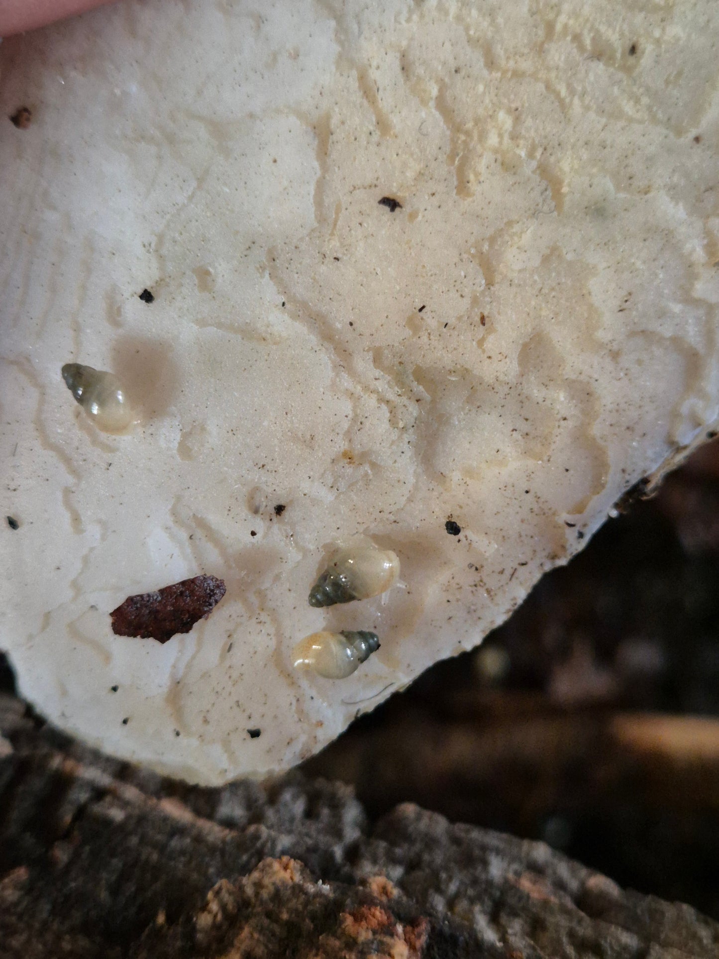 Leptinaria Unilamellata - The Bug Room