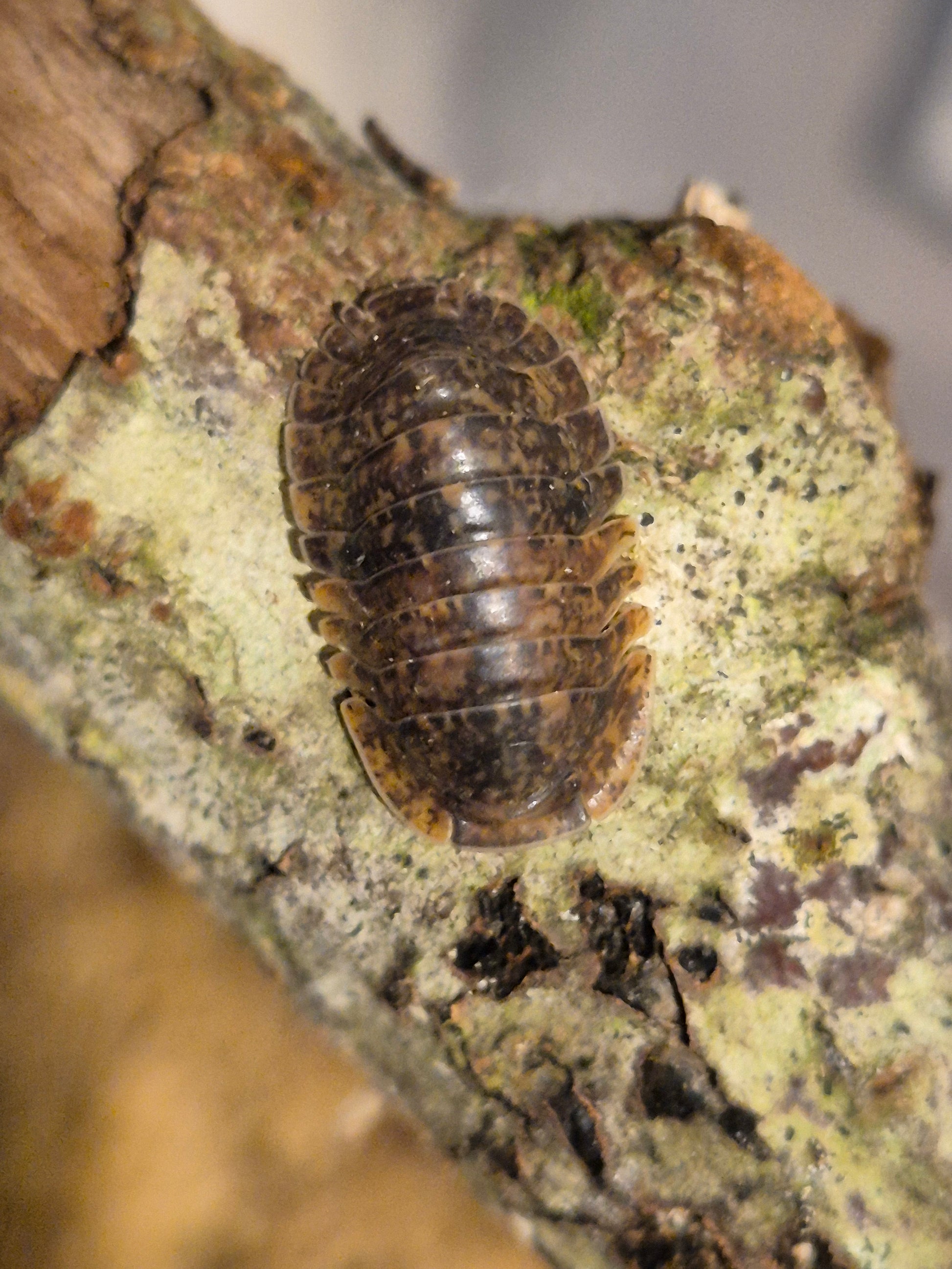 Fillipinodillo sp. Giant Banahoa Isopods - The Bug Room