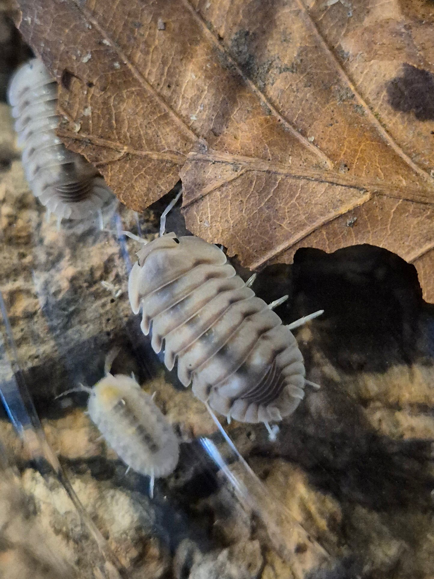 Cubaris sp "Caramel Cream" Isopods - The Bug Room