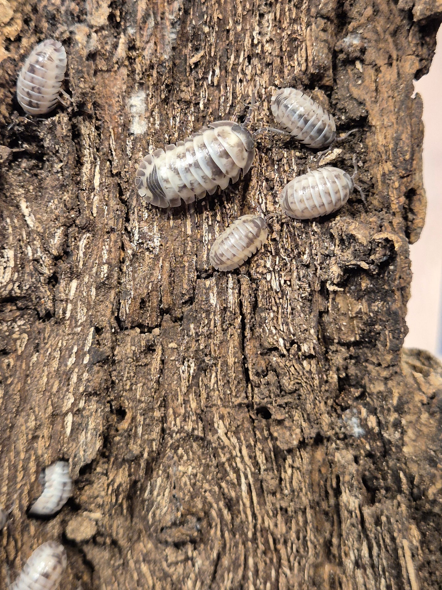 Armadillidium Gestroi "Milkyway" Isopods - The Bug Room