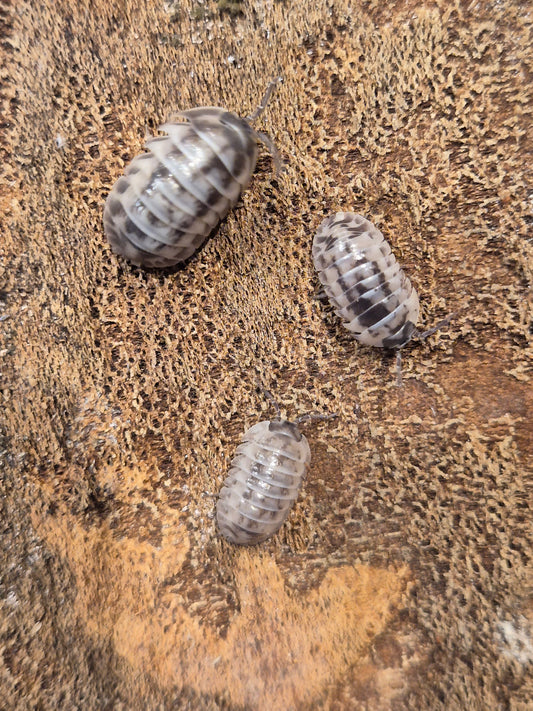 Armadillidium Gestroi "Milkyway" Isopods - The Bug Room