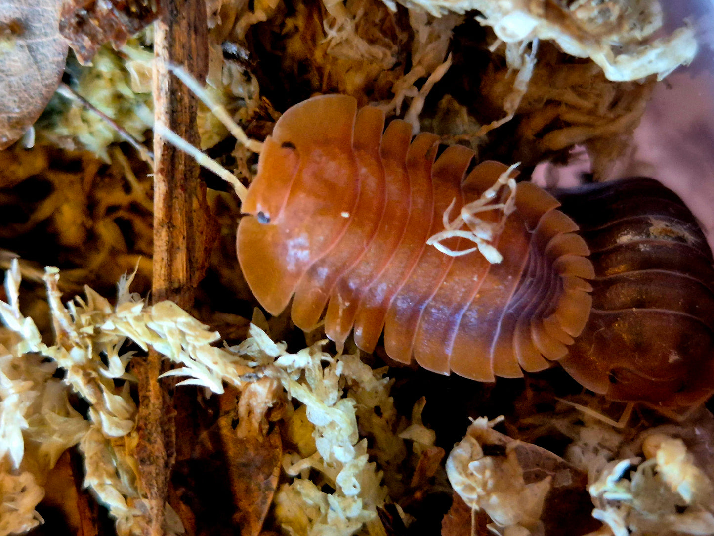 Troglodillo sp. Vex
