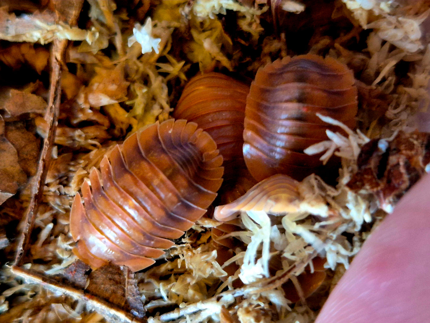 Troglodillo sp. Vex