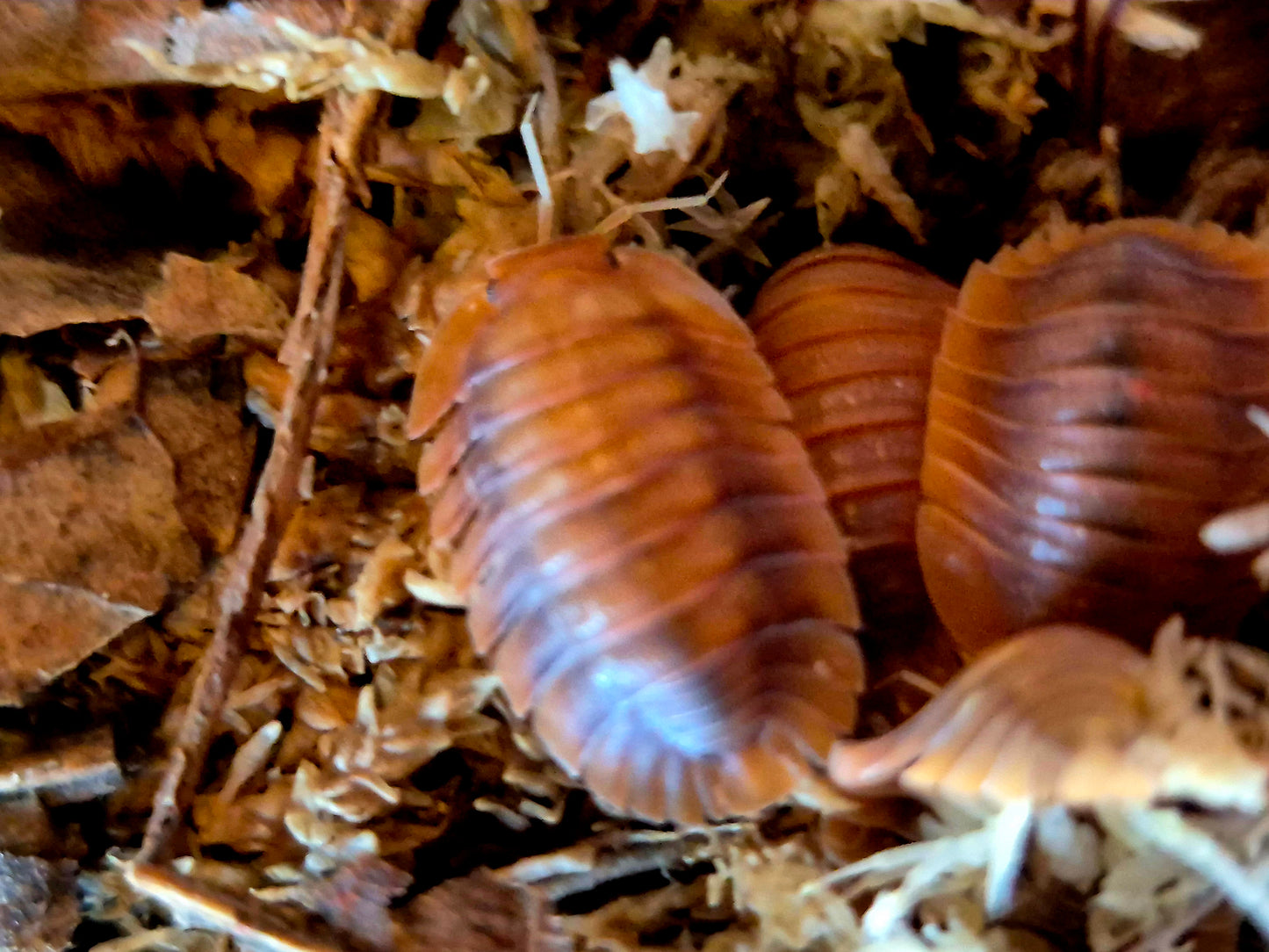 Troglodillo sp. Vex