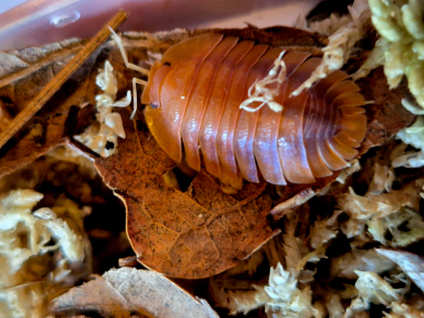 Troglodillo sp. Vex