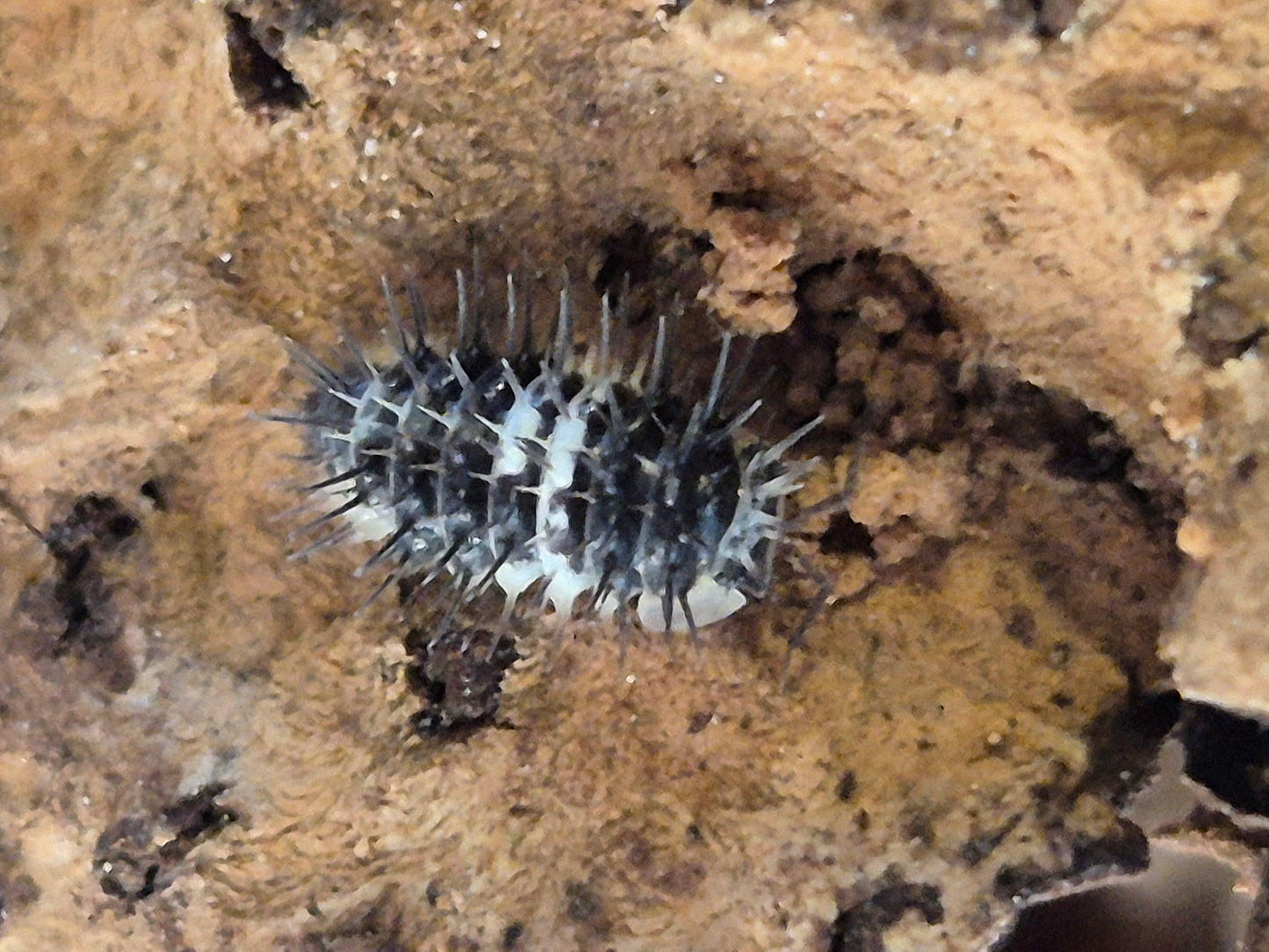 Laureola sp "spiky panda" isopods