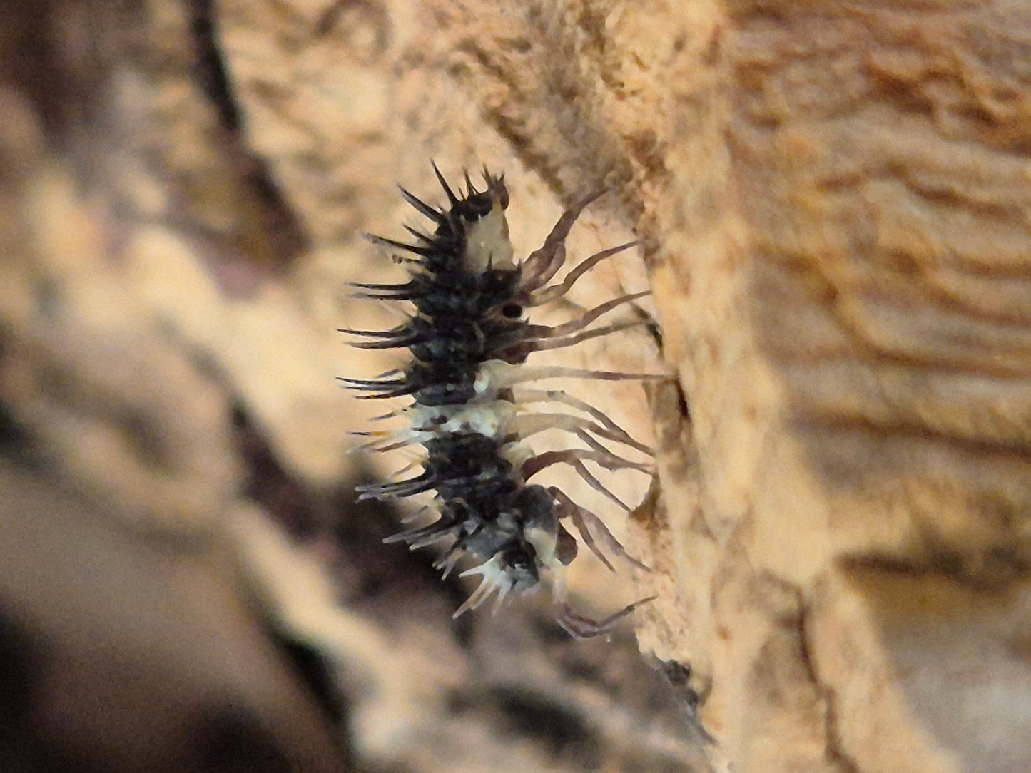 Laureola sp "spiky panda" isopods - The Bug Room