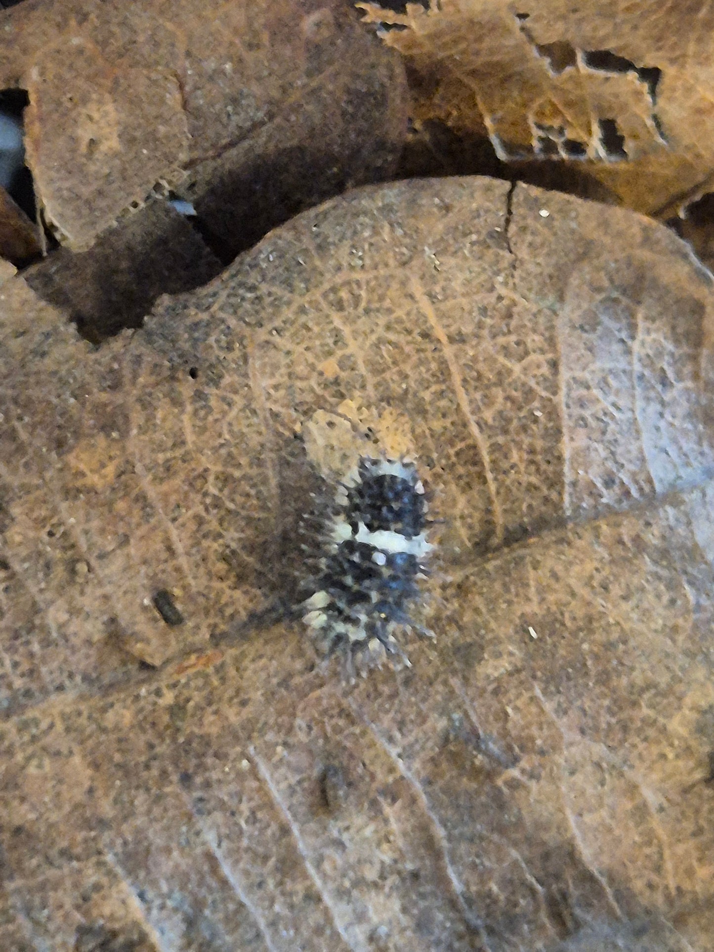 Laureola sp "spiky panda" isopods