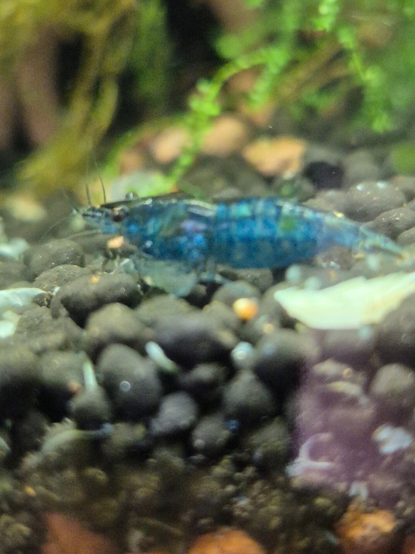 Neocaridina davidi "Blue Dream" Cherry Shrimp - The Bug Room
