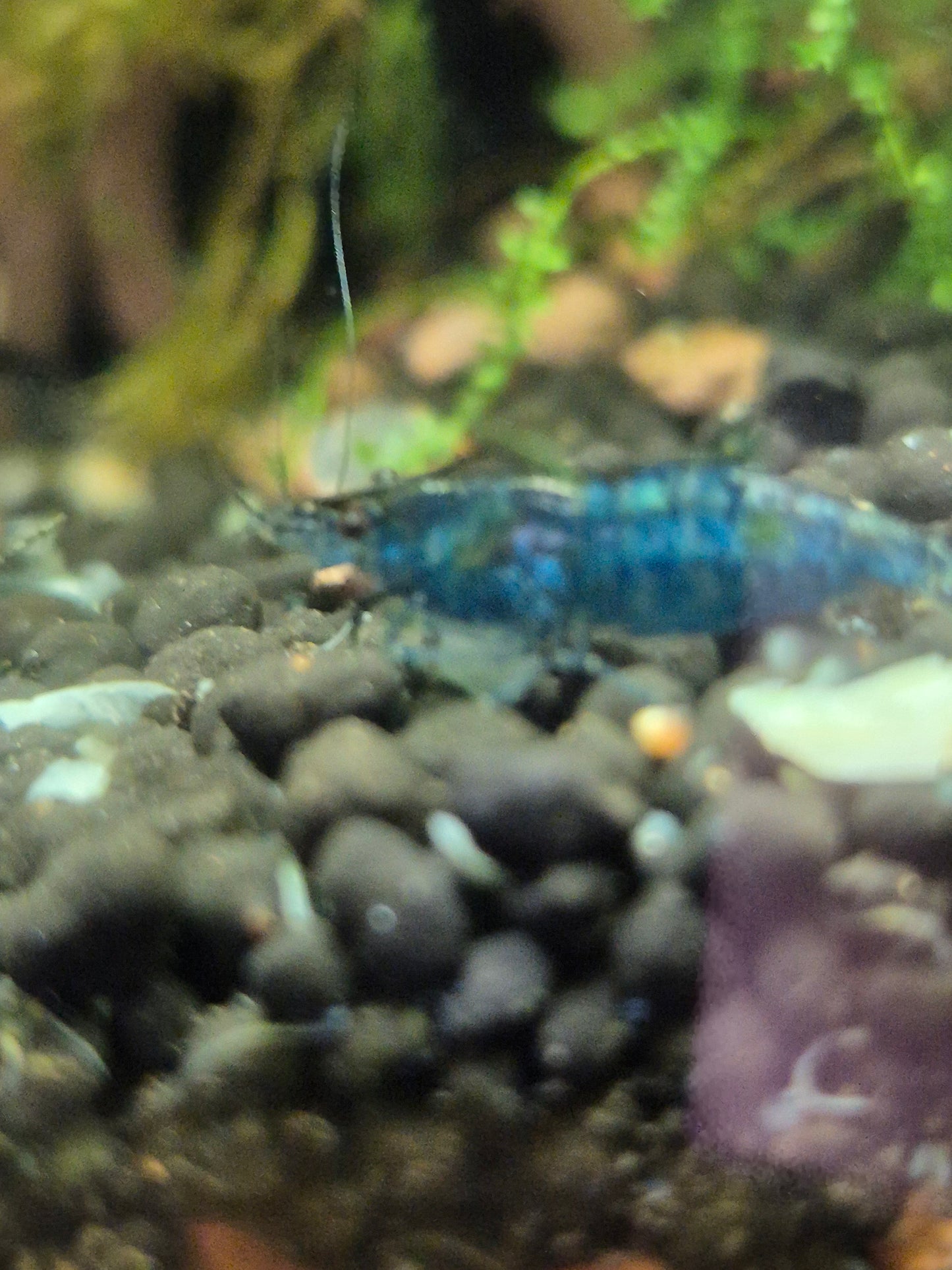 Neocaridina davidi "Blue Dream" Cherry Shrimp - The Bug Room