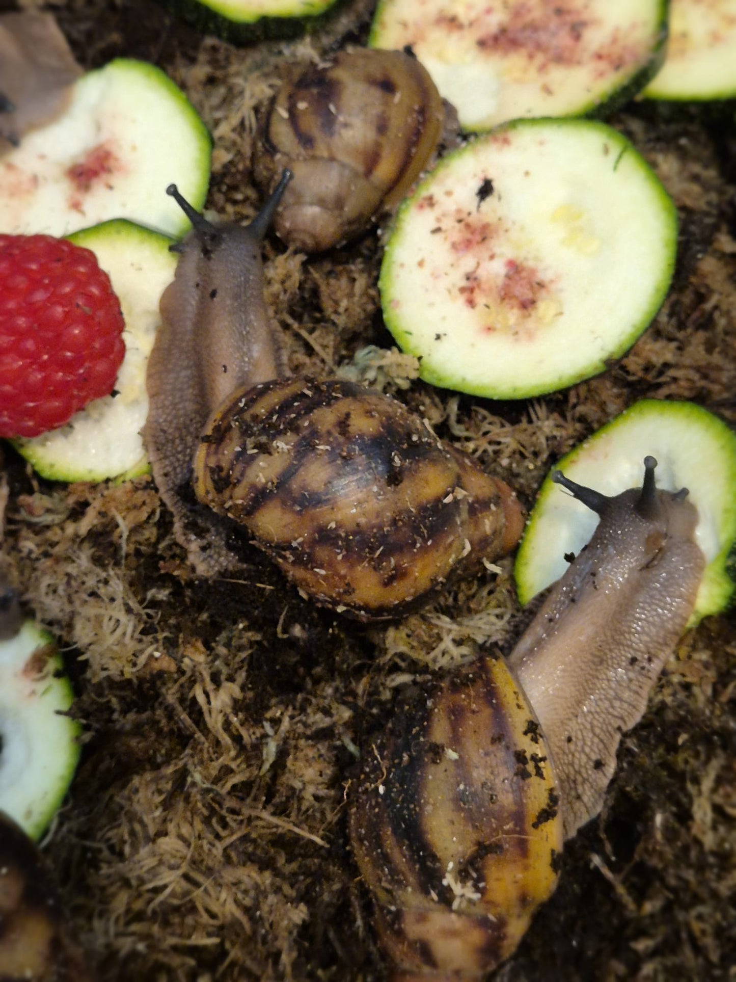 Archachatina Marginata Ovum XXL