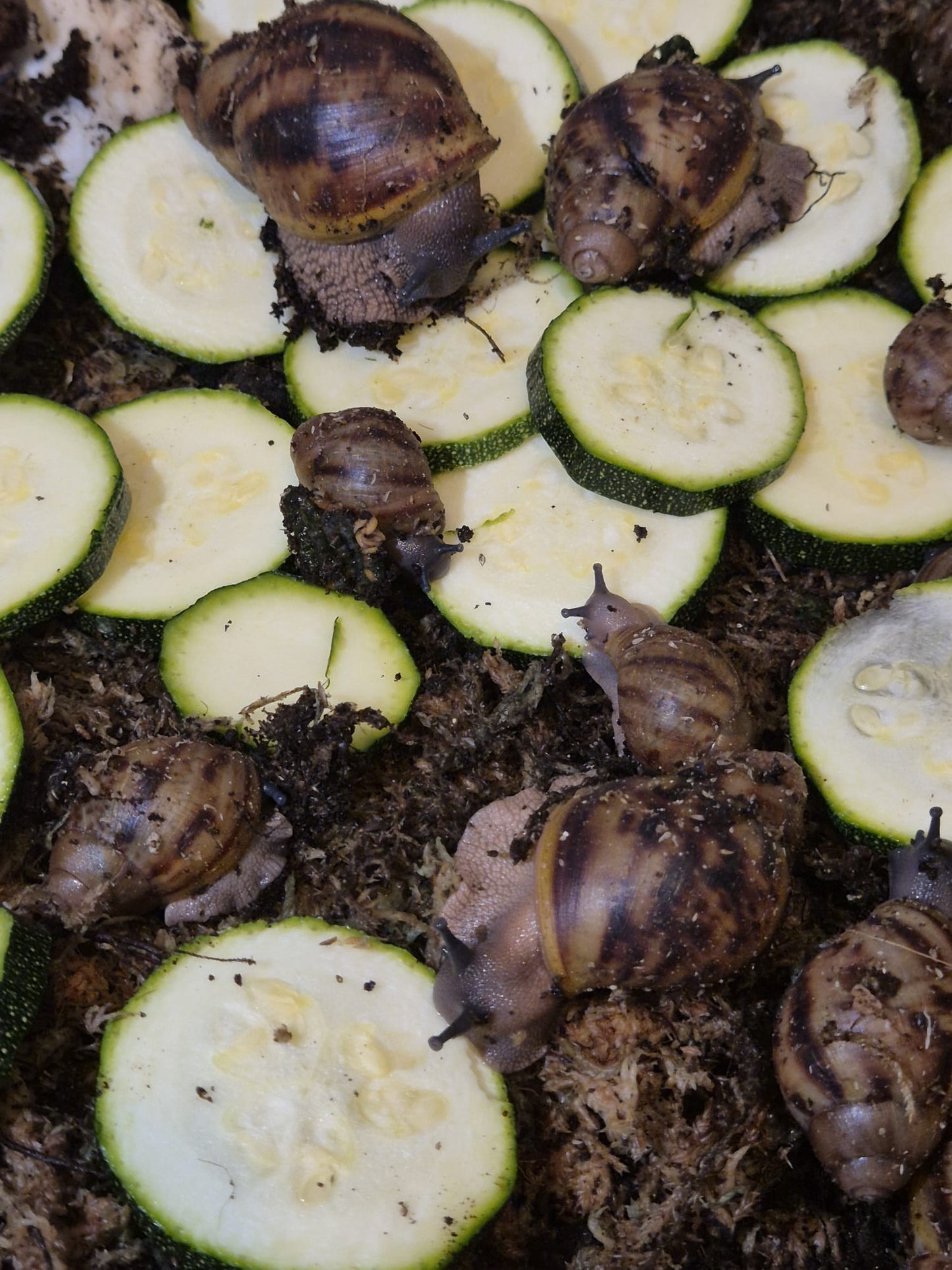 Archachatina Marginata Ovum XXL
