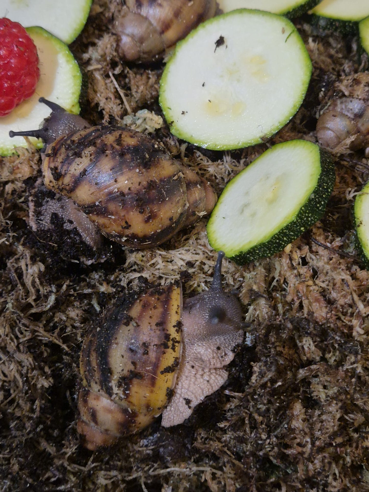 Archachatina Marginata Ovum XXL