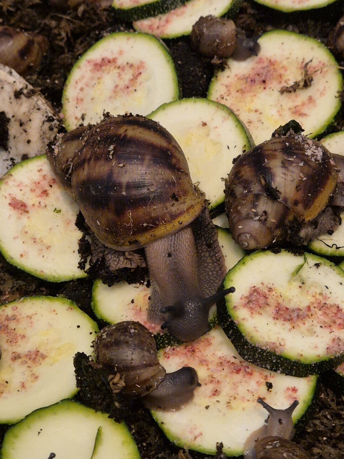 Archachatina Marginata Ovum XXL