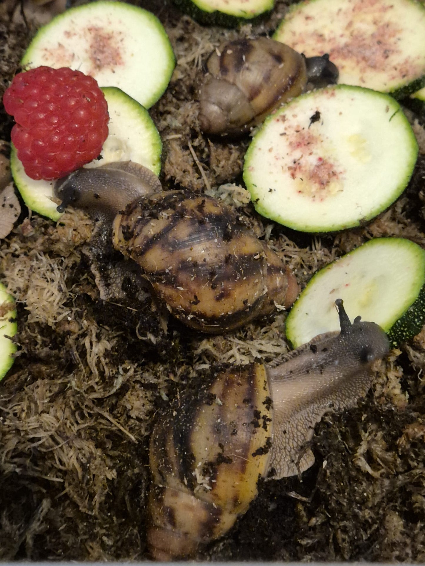 Archachatina Marginata Ovum XXL