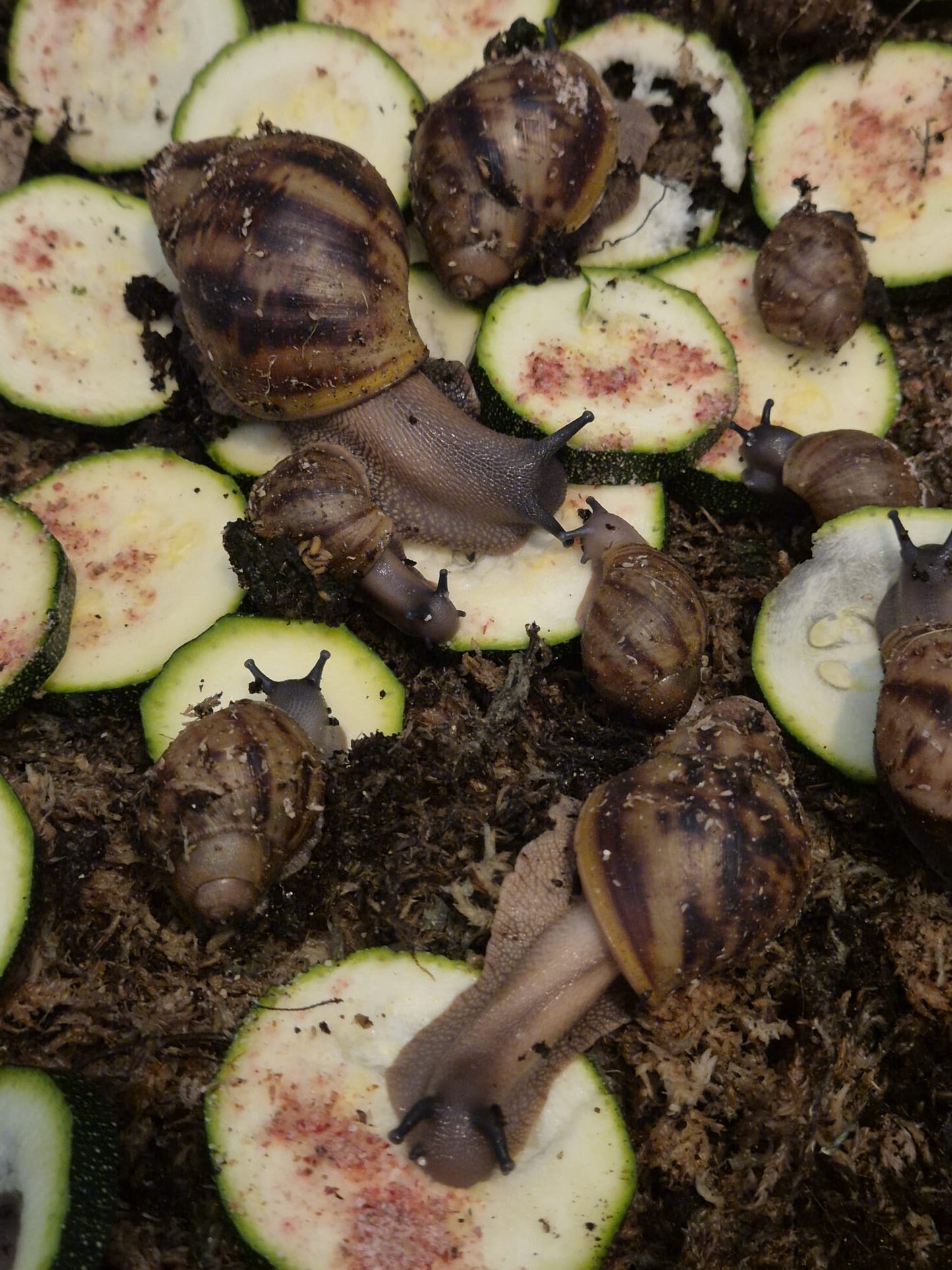 Archachatina Marginata Ovum XXL