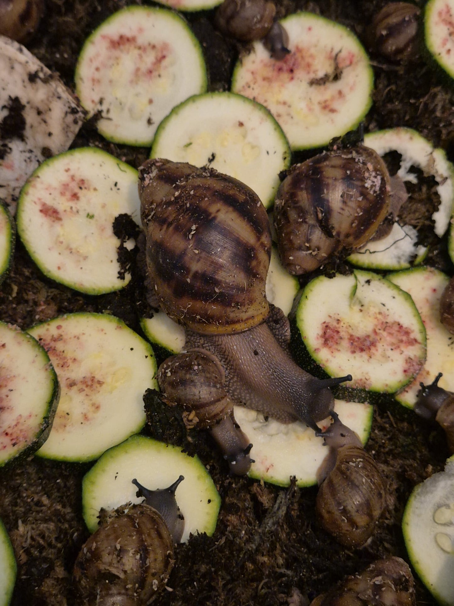 Archachatina Marginata Ovum XXL